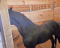 black-friesian-stallion