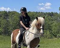 bomb-icelandic-horse