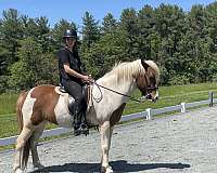 calm-temperament-icelandic-horse