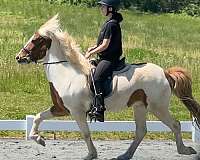 character-icelandic-horse