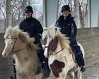 clinics-icelandic-horse