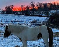 college-icelandic-horse