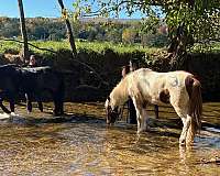 daughter-icelandic-horse