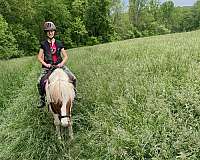 dead-broke-icelandic-horse