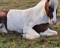 easy-loader-icelandic-horse