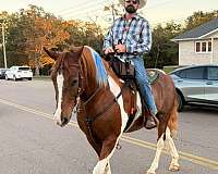 spotted-saddle-horse-for-sale