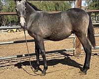 andalusian-horse-for-sale