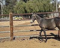 andalusian-horse