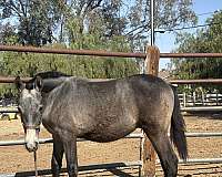 andalusian-colt