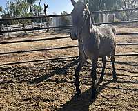 breeding-andalusian-horse