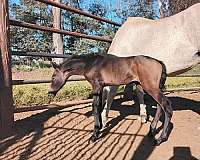 import-andalusian-horse