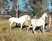 show-andalusian-horse