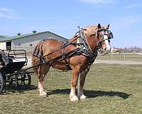 husband-safe-draft-horse