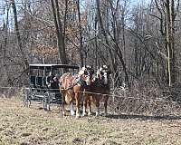 driving-draft-horse