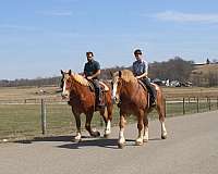 parade-draft-horse