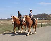 pleasure-driving-draft-horse