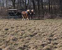 all-around-draft-horse