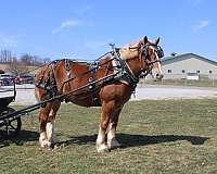 kid-safe-draft-horse