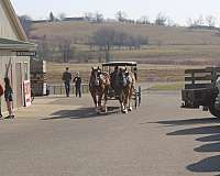 sorrel-white-strip-legs-horse