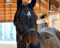 athletic-dutch-warmblood-horse