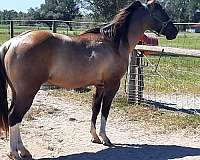 tobiano-horse