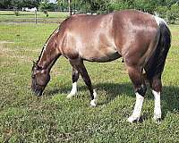 grulla-tobiano-horse