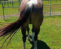 double-registered-paint-horse