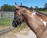 trail-riding-paint-horse