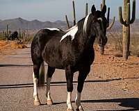 draft-horse-for-sale