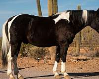 draft-horse