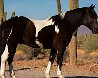 draft-pinto-horse