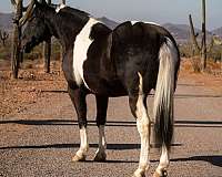 draft-quarter-horse