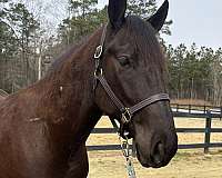gait-draft-horse
