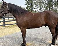 great-gait-draft-horse