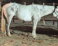 cattle-quarter-horse