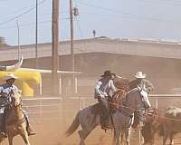 cattle-sorting-quarter-horse