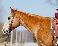 beginner-safe-quarter-horse