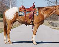 chestnut-blaze-horse