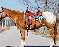 ranch-work-quarter-horse