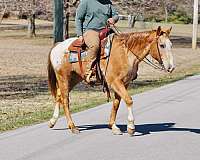 trail-quarter-horse