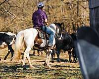 gaited-tennessee-walking-horse