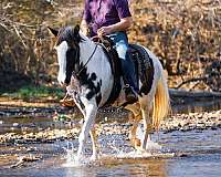 tennessee-walking-horse