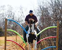 beginner-safe-tennessee-walking-horse