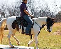 family-horse-tennessee-walking