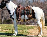 trail-tennessee-walking-horse