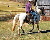 all-around-tennessee-walking-horse