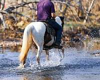 athletic-tennessee-walking-horse