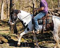 beginner-tennessee-walking-horse