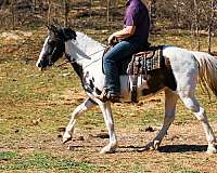 experienced-tennessee-walking-horse