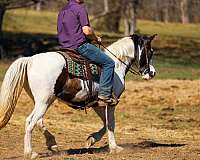 husband-safe-tennessee-walking-horse